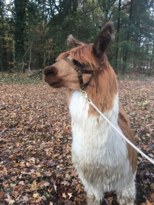 Gutschein Alpaka Wanderung mit Kaffeetrinken fr eine Person 3h